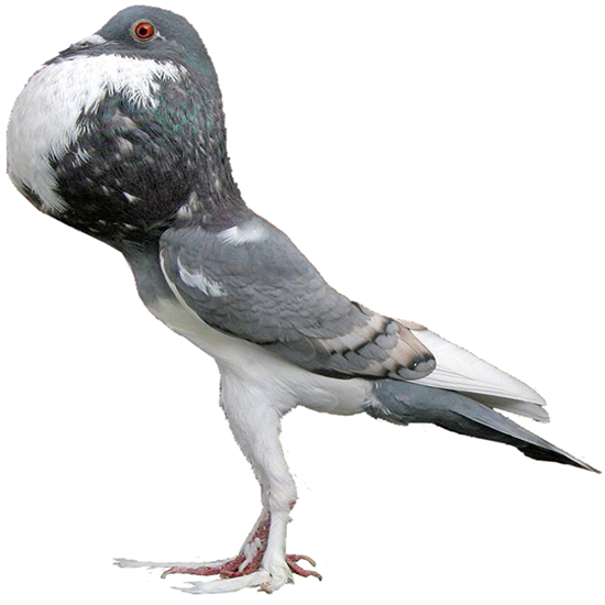 Pigmy Pouter Pigeon
